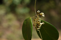 Toxocarpus kleinii
